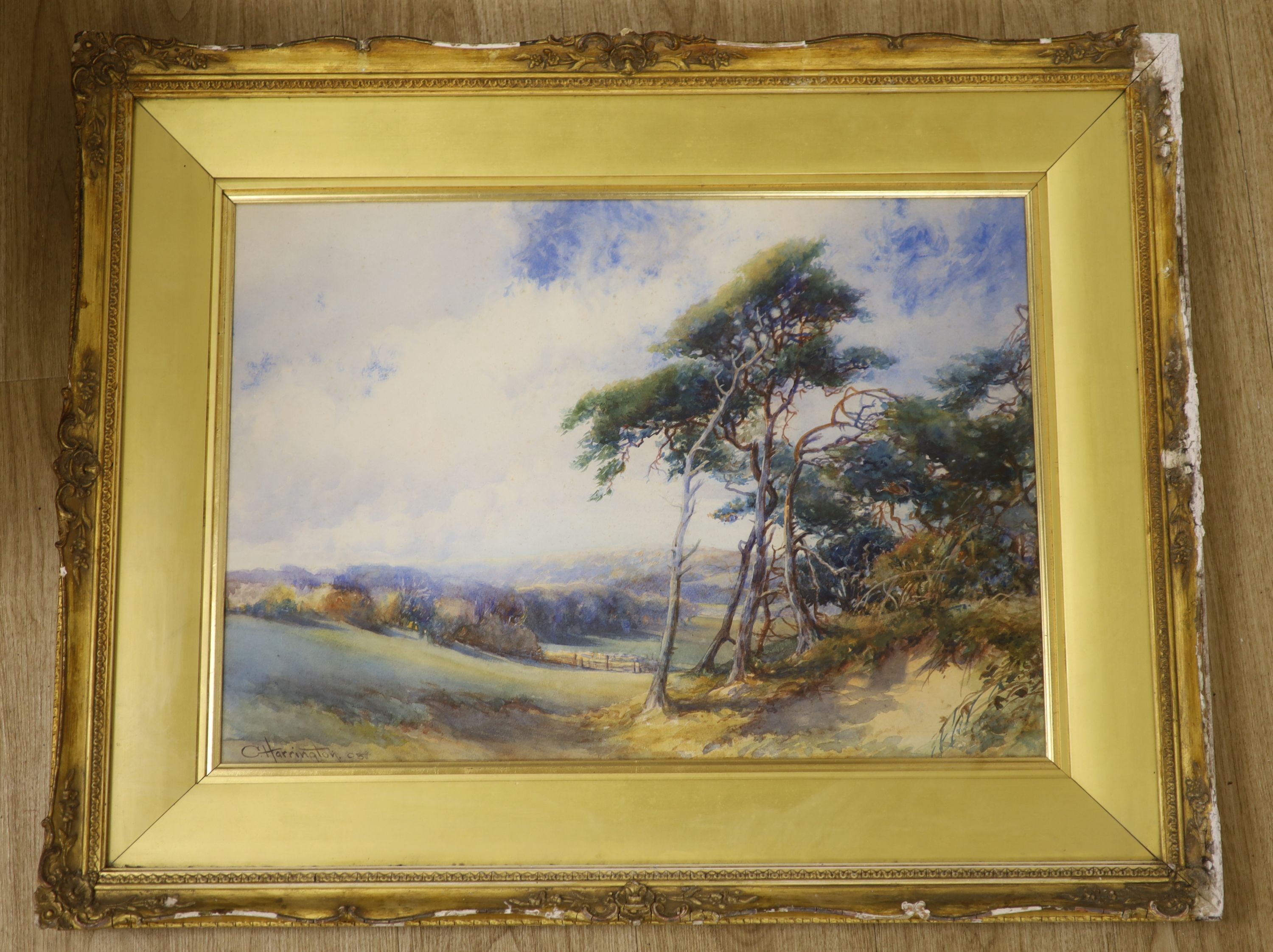 Charles Harrington (1865-1943), watercolour, landscape with Pinetrees in the foreground, sign 44 x 62 cm.